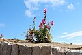 Fleurs sur les rempars de Dubrovnik