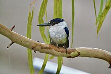 Forest Kingfisher, Alawa Forest Kingfisher, Alawa.jpg