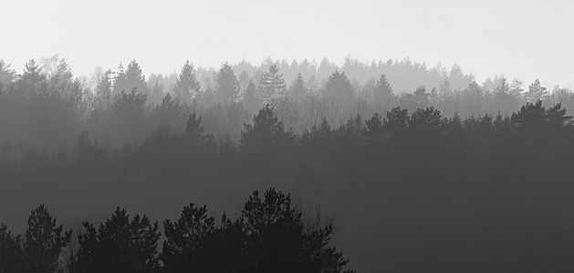 Forested hills in Lysekil in fog