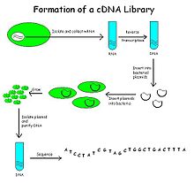 cDNA Libraries Formation of a cDNA Library.jpg