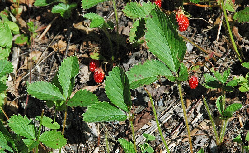 File:Fragaria virginiana (wild strawberry) (Great Smoky Mountains, Tennessee, USA) 1 (36641037730).jpg