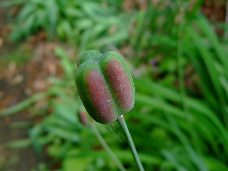 File:Fritillaria meleagris fruit.jpg