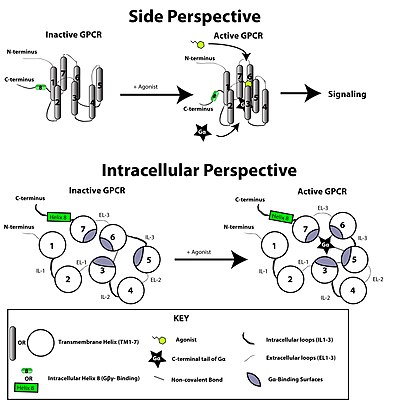 simple g protein coupled receptors