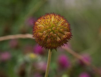 Seedhead