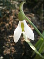 Galanthus elwesii close-up