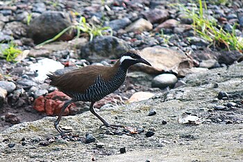 Rallo barrato (Hypotaenidia torquata)