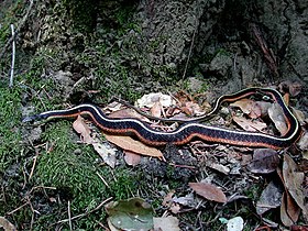Garter snake (Marshal Hedin).jpg
