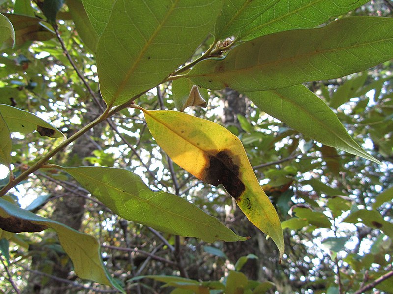 File:Giant Chrysolepis chrysophylla - Flickr - theforestprimeval (7).jpg