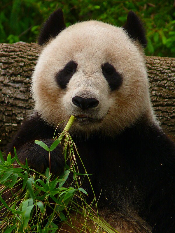 Giant panda - Vikidia, the encyclopedia for children, teenagers, and