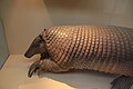 Giant armadillo (Priodontes maximus)