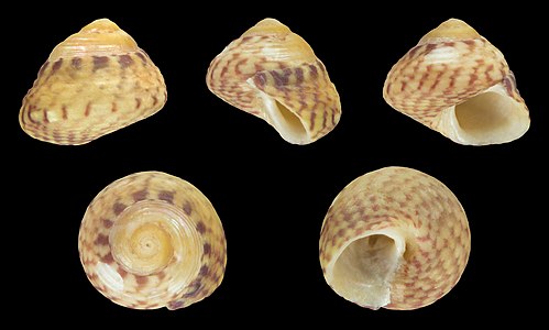 Gibbula racketti