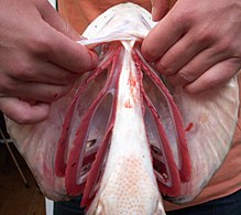 Gill arches bearing gills in a pike Gills (esox).jpg