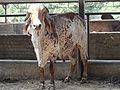Thumbnail for Gyr cattle