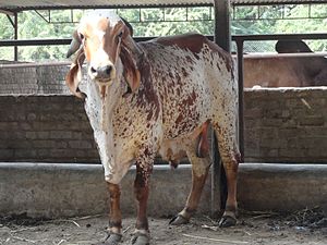 a red-mottled white bull with very long drooping ears