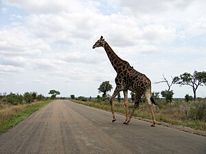 Giraffe crossing the road in Kruger National Park.jpg