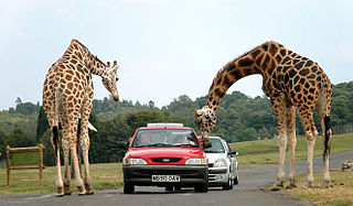 Ein Safaripark ist eine Zoo