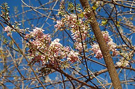 Gliricidia sepium, rameau en fleurs