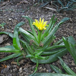 <i>Glottiphyllum</i> Genus of succulents