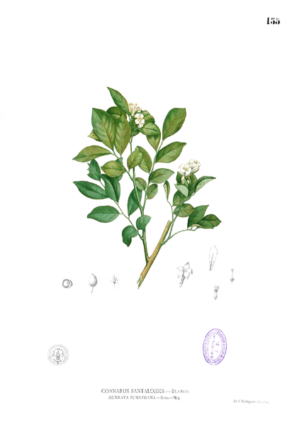 File:Glycosmis pentaphylla Blanco1.155.png