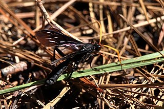 <i>Gnamptopelta obsidianator</i> Species of insect