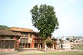 Vishnu Paduka, pilgrim hostels and a shrine overgrown by a fig tree