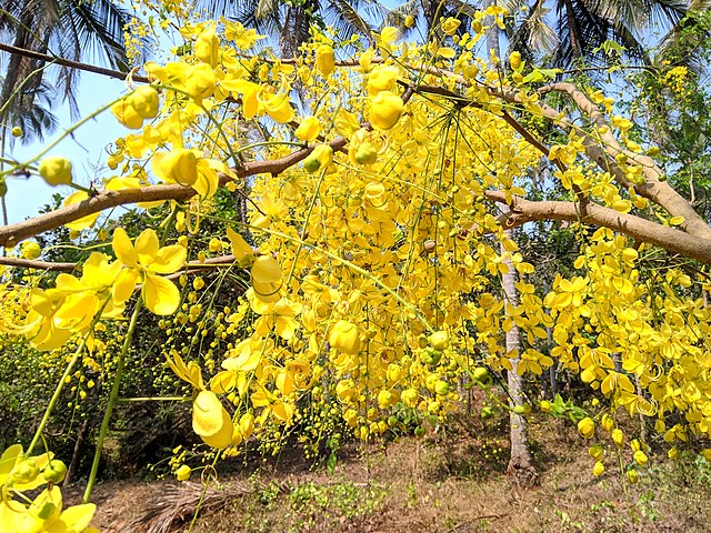 Blossomed golden shower tree in Kerala