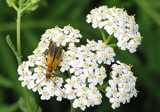 Goldenrod soldier beetle Species of beetle