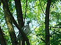 Golub grivnaš (Columba palumbus), Wood Pigeon.jpg