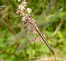 Phanogomphus lividus