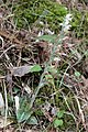 Goodyera schlechtendaliana