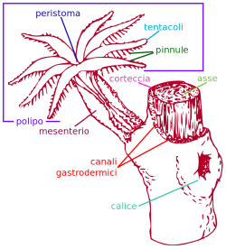 Gorgonian-en.svg