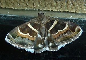 Grammodes stolida