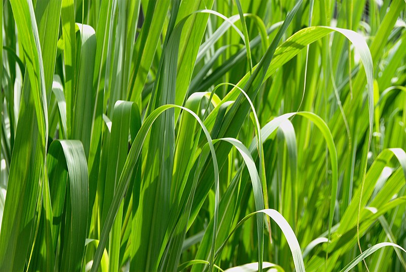 File:Grass macro high resolution.jpg