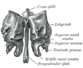 Ethmoid bone (frontal view).