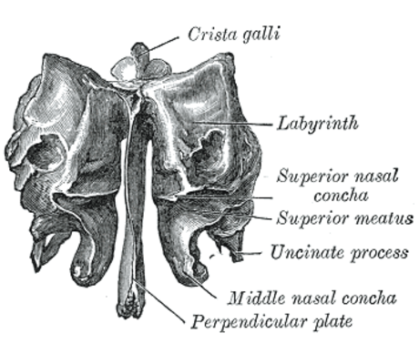 Ethmoidal labyrinth