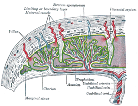 Schema van een menselijke placenta