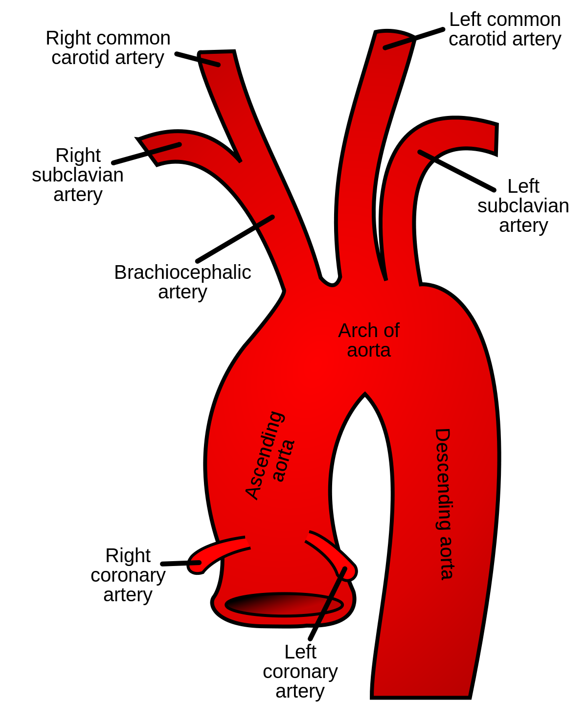 Descending aorta - Wikipedia