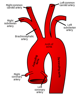 Aortic arch part of the aorta between the ascending and descending aorta