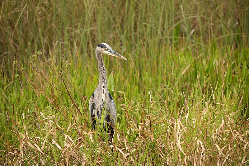 File:Great Blue Heron 1.jpg