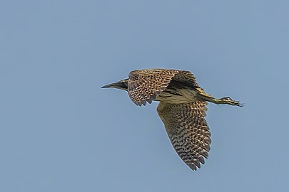 Great bittern (Botaurus stellaris) in flight Vadu 3.jpg