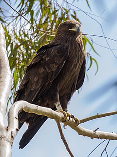 Greater spotted eagle.jpg
