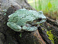 Green-Treefrog-North-American-Gray-Species-5.JPG