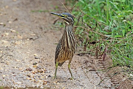 Green-backed heron (Butorides striata atricapilla) juvenile.jpg