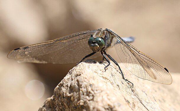 Großlibelle (Anisoptera) am Schloßteich in Wildenfels, Sachsen 2H1A4233WI