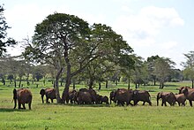 African elephants at Taita Hills Group of Loxodonta africana next to a dirt road south-west of Salt Lick Game Lodge in the Taita Hills Wildlife Sanctuary, Kenya 5.jpg