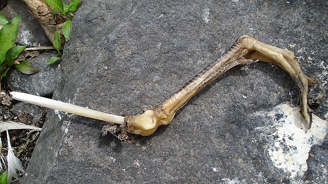 Gull's (Laridae) Foot