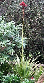 <i>Doryanthes excelsa</i> species of plant