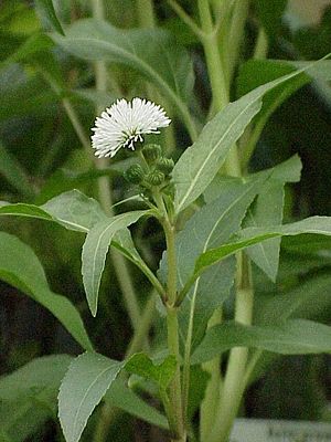 Gymnocoronis spilanthoides1.jpg