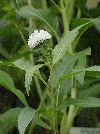 <i>Gymnocoronis</i> Genus of flowering plants