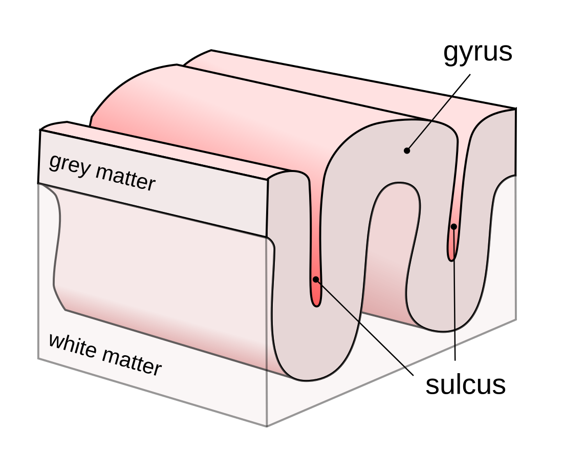 Surco (neuroanatomía)